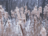 Close-up of Cattails Growing in Forest