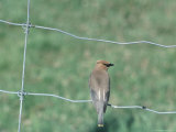 Cardinal on a Fence