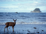 Black-Tailed Deer  Doe on the Beach at Cape Alava  Olympic National Park  Washington  USA