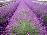 Lavender Field  Sequim  Washington  USA
