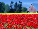 Tulip Field  Washington  USA