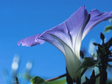 Close-up of Blooming Morning Glory