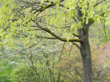 Budding Trees Blow in Wind  Washington Park Arboretum  Seattle  Washington  USA