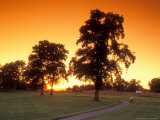 Trees Silhouetted with Path  Walla Walla County  USA