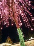 Christmas Lights Adorn a Tree of a Home on Camano Island  Washington  USA
