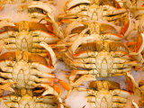 Dungeness Crab  Pike's Place Market  Seattle  Washington  USA