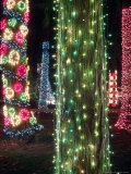 Christmas Lights Adorn Tree Trunks on Camano Island  Washington  USA