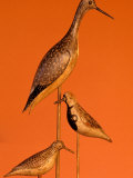 Shore Bird Decoys  USA
