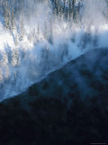 Beautiful Trees and Lake in Winter