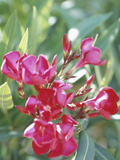 Blooming Pink Freesia
