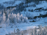 River and Trees Covered in Ice