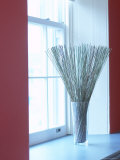 Fresh Wheat in Glass Vase by Window