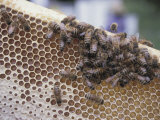 Close-up of Honeybees on Sweet Honeycomb