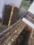 Wooden Beehive with Crawling Honeybees