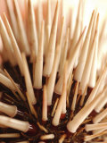 Close-up of Exotic Spiky Sea Anemone