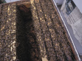 Wooden Beehive with Crawling Honeybees