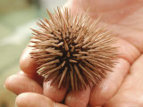 Person Holding Sea Anemone