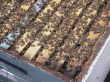 Wooden Beehive with Crawling Honeybees