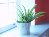 Blooming Green Plant in Pot by Window
