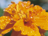 Dew on Blooming Orange Flower