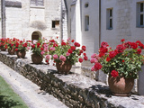 Row of Blooming Geraniums in Clay Pots