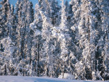Forest of Trees with Snow in Yellowknife