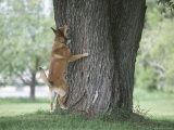 Cute Dog Trying to Climb and Barking up a Tree