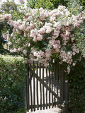 Beautiful Pink Roses Growing on Wooden Fence