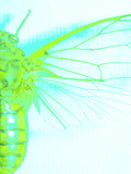 Close-up of Green Insect Body and Wings