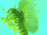 Close-up of Green Fly