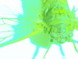 Close-up of Green Fly