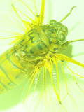 Close-up of Green Fly