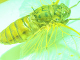 Close-up of Yellow Fly