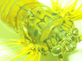 Close-up of Yellow Fly
