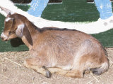 Baby Goat Lying on the Ground