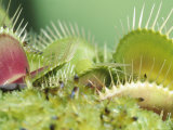 Blooming Venus Flytrap Plant