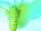 Close-up of Green Fly