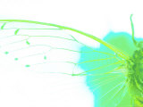Close-up of Green Insect Wings