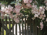Beautiful Pink Roses Growing on Wooden Fence