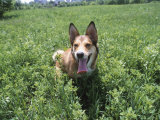 Cute Panting Dog in Grassy Field