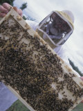 Beekeeper Holding Section of Beehive with Honeybees