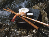 Elegant Sushi and Chopsticks Beside Rushing Water