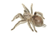 Frightening Brown Tarantula