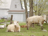 Lazy Cows on a Farm