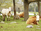Lazy Cows on a Farm