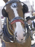 Elegant Horse with Bridle