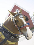 Beautiful Horse with Bridle