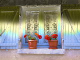 Sun Shining on Blooming Geranium Plants on Windowsill