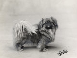 Champion Nanking Wenti Owned by Andrew