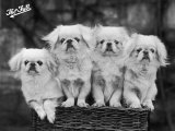 Group of Four "White" Pekingese Puppies in a Basket Owned by Stewart